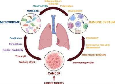 The lung, the niche, and the microbe: Exploring the lung microbiome in cancer and immunity